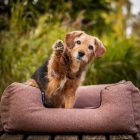 HUZAT Lux Kutyafekhelyre Arte Girls