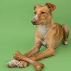 Dashi Fruit And Bone Toy - Melon