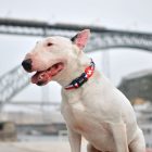 Dashi Stripes Red & Blue Collar L (46-72cm)