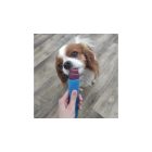 Fürree fagyipor kutyáknak kollagénnel - EPER