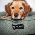 HUZAT Lux Kutyafekhelyre Arte Boys