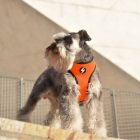 Dashi Stripes Orange&Black Kétoldalas hám