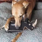 Ronnie The Rhino - Dog game