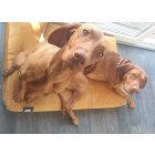 COVERS For Soft Magic Okker Premium Dog Bed