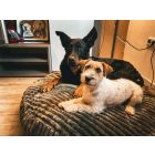 NRDOGS Zuma Kutyafekhely Zöld M 80 cm