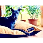 NRDOGS Basic Kutyafekhely Soft Magic Okker L 90x56 cm