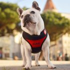 Dashi Stripes Red&Black Kétoldalas hám XL (75-107cmx57cm)