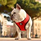 Dashi Stripes Red&Black Kétoldalas hám XL (75-107cmx57cm)