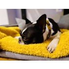 NRDOGS Kutyatakaró Okker M(100x150cm)