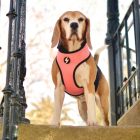 Dashi Stripes Pink&Black Kétoldalas hám M (48-62cmx34cm)