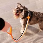 Dashi Stripes Orange&Black póráz L (2,5cmx120cm)