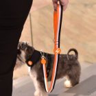 Dashi Stripes Orange&Black póráz L (2,5cmx120cm)