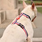 Dashi Stripes Red&Blue H-hám L(2,5cmx62-107cmx40-67cm)