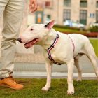 Dashi Stripes Red&Blue H-hám L(2,5cmx62-107cmx40-67cm)