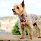 Dashi Stripes Green&Red Collar L (46-72cm)