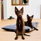 NRDOGS Basic dog bed Soft Magic Grey L 90x56 cm