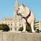 Dashi Stripes Red&Black H-hám S(1,5cmx32-53cmx24-38cm)