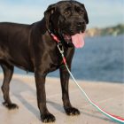 Dashi Stripes Green&Red póráz