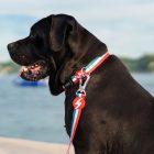 Dashi Stripes Green&Red póráz