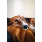NRDOGS Peremes Kutyafekhely Soft Magic Okker M 60x53 cm