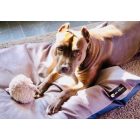 HUZAT Basic Kutyafekhelyre Soft Magic Pink L (90x56cm)