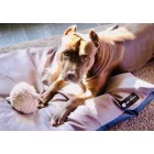 NRDOGS Basic Kutyafekhely Soft Magic Pink L 90x56 cm