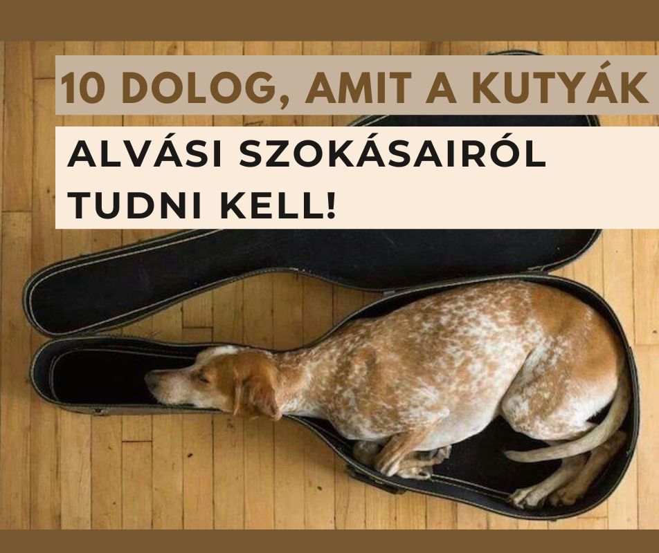10 dolog, amit a kutyák alvási szokásairól tudni kell
