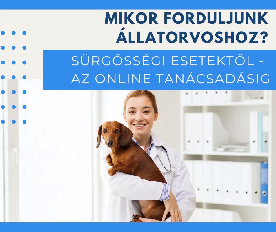 Mikor forduljunk állatorvoshoz? Sürgősségi esetektől az online tanácsadásig