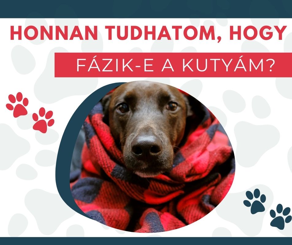 Honnan tudhatom, hogy fázik-e a kutyám?
