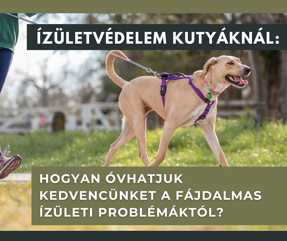Ízületvédelem kutyáknál: Hogyan óvhatjuk kedvencünket a fájdalmas ízületi problémáktól?