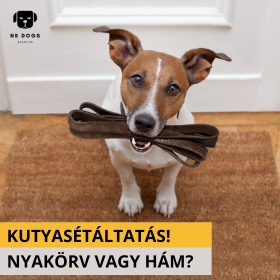 Kutyasétáltatás pórázzal vagy hámmal – Mit válassz?