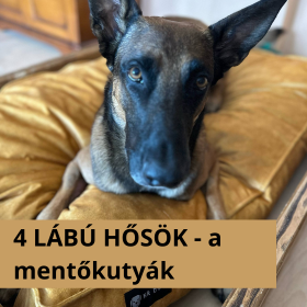 Négylábú hősök a romok alatt – interjú a Kutyák Határok Nélkül Alapítvány vezetőjével