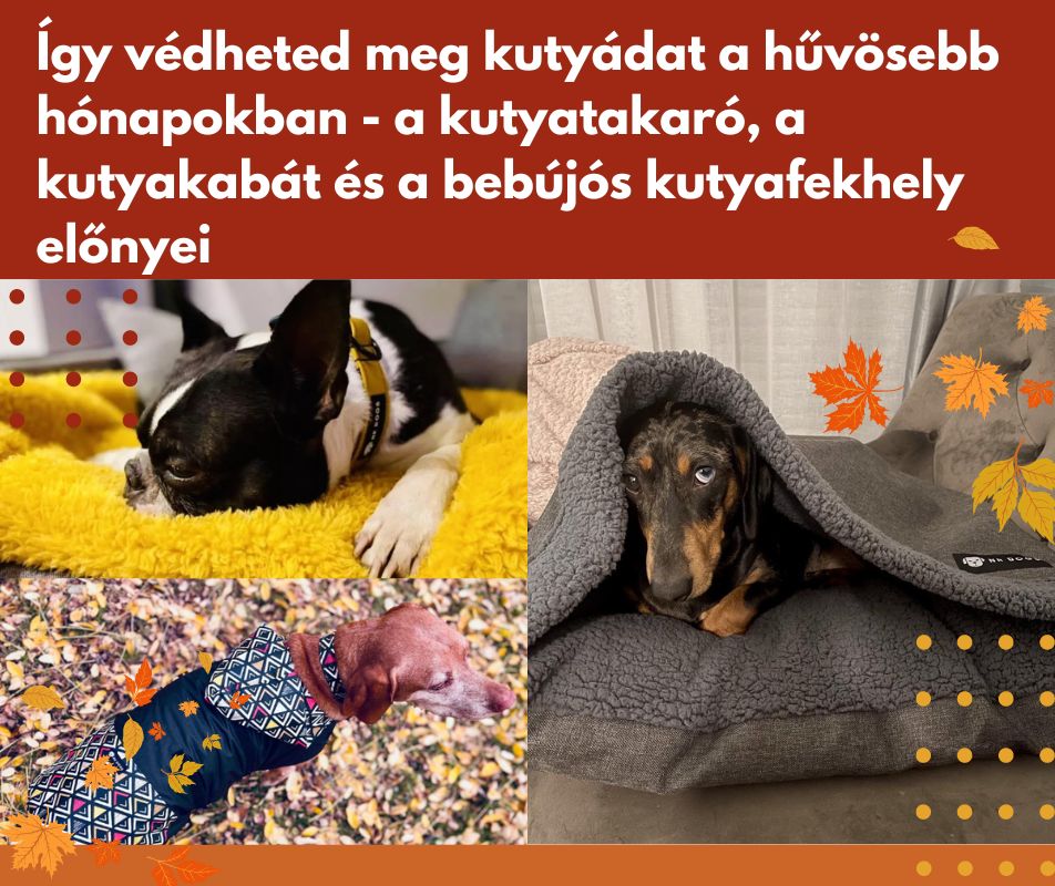 Így védheted meg kutyádat a hűvösebb hónapokban