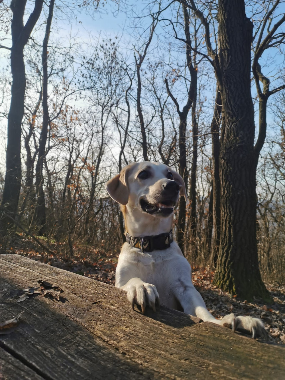 NRDOGS Kutyakabát Fun Mush NRDOGS Kutyakabát Fun Mush