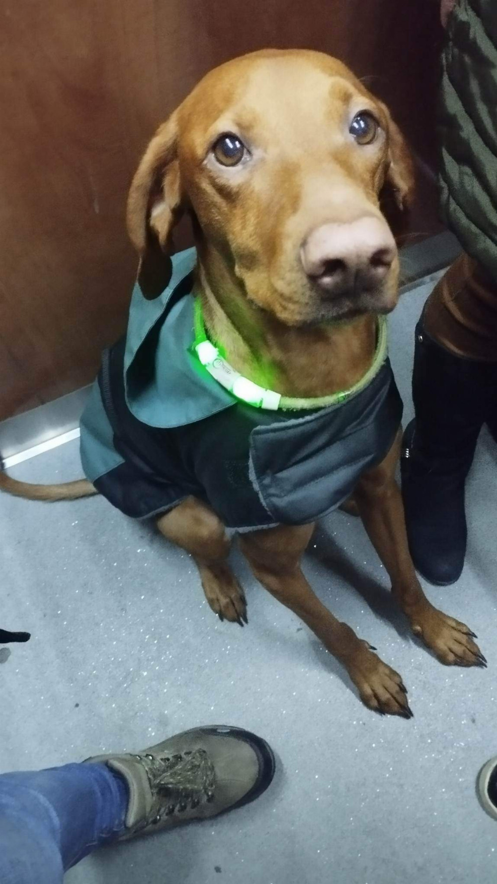 NRDOGS Kutyakabát Fun Mush NRDOGS Kutyakabát Fun Mush