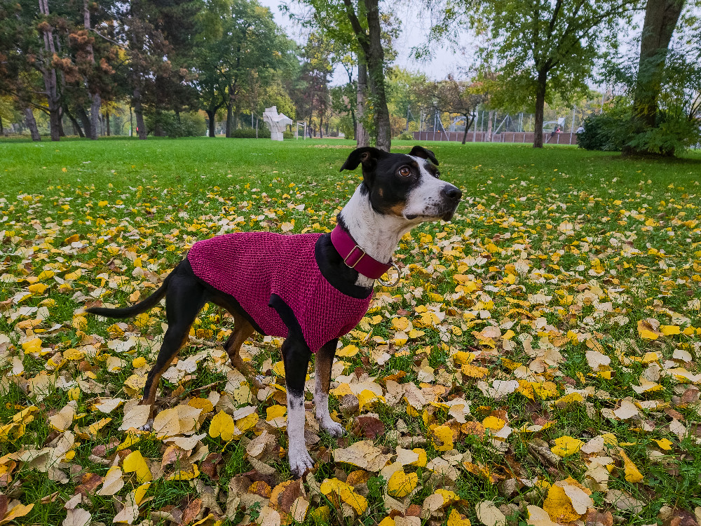 NRDOGS Kutyaruha Szürke NRDOGS Kutyaruha Szürke