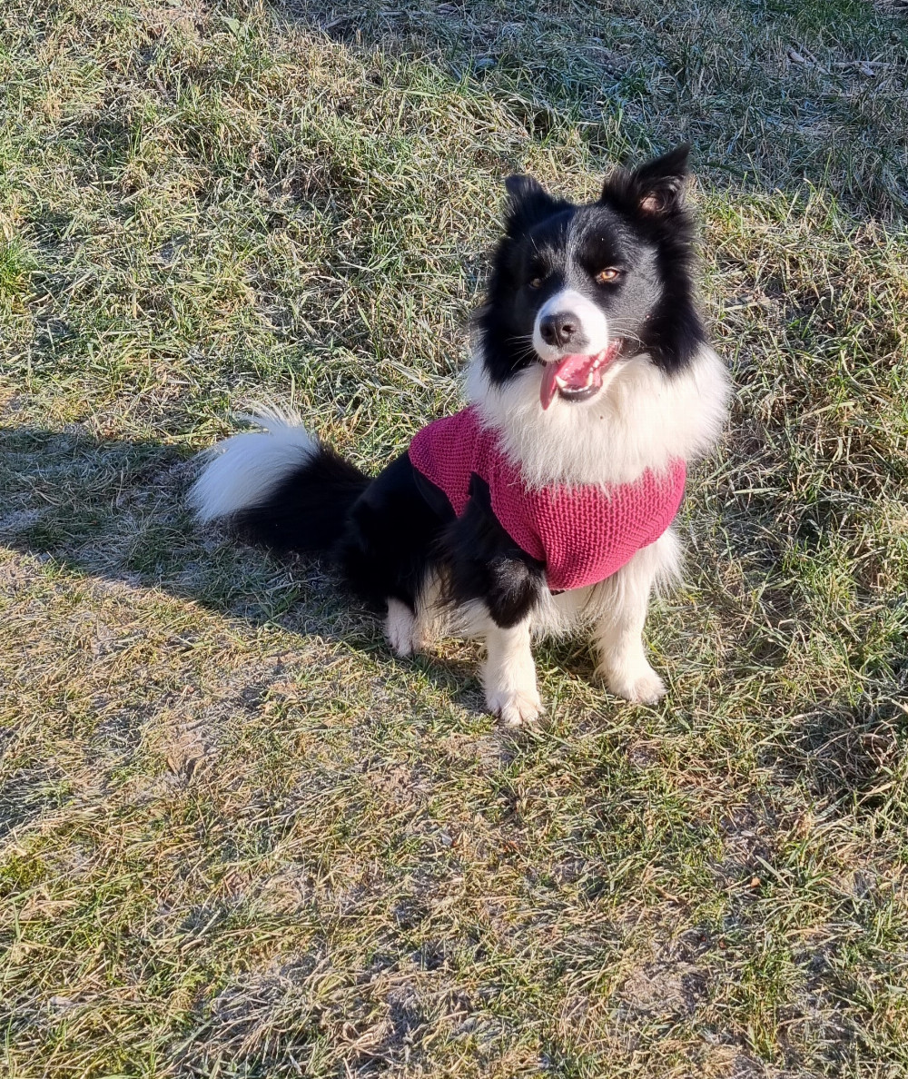 NRDOGS Kutyaruha Fuxia NRDOGS Kutyaruha Fuxia