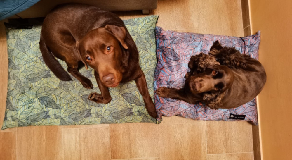 NRDOGS Basic Kutyafekhely Soft Magic Tropic
