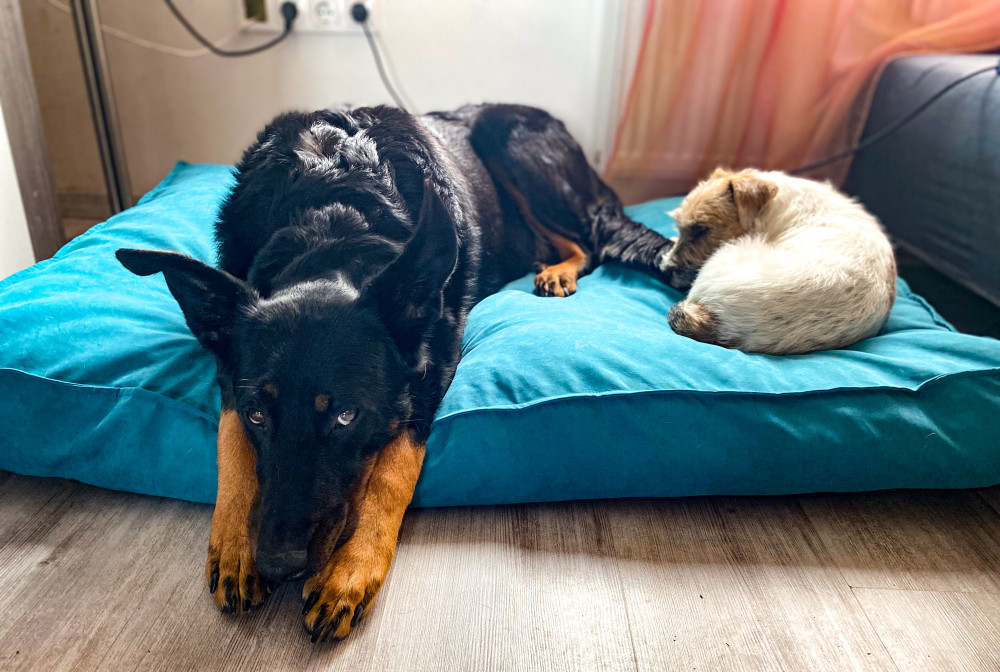 NRDOGS Comfort Kutyafekhely Türkiz NRDOGS Comfort Kutyafekhely Türkiz