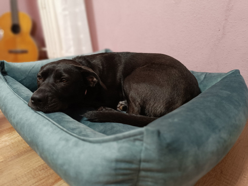 NRDOGS Basket Kutyafekhely Soft Magic Ocean