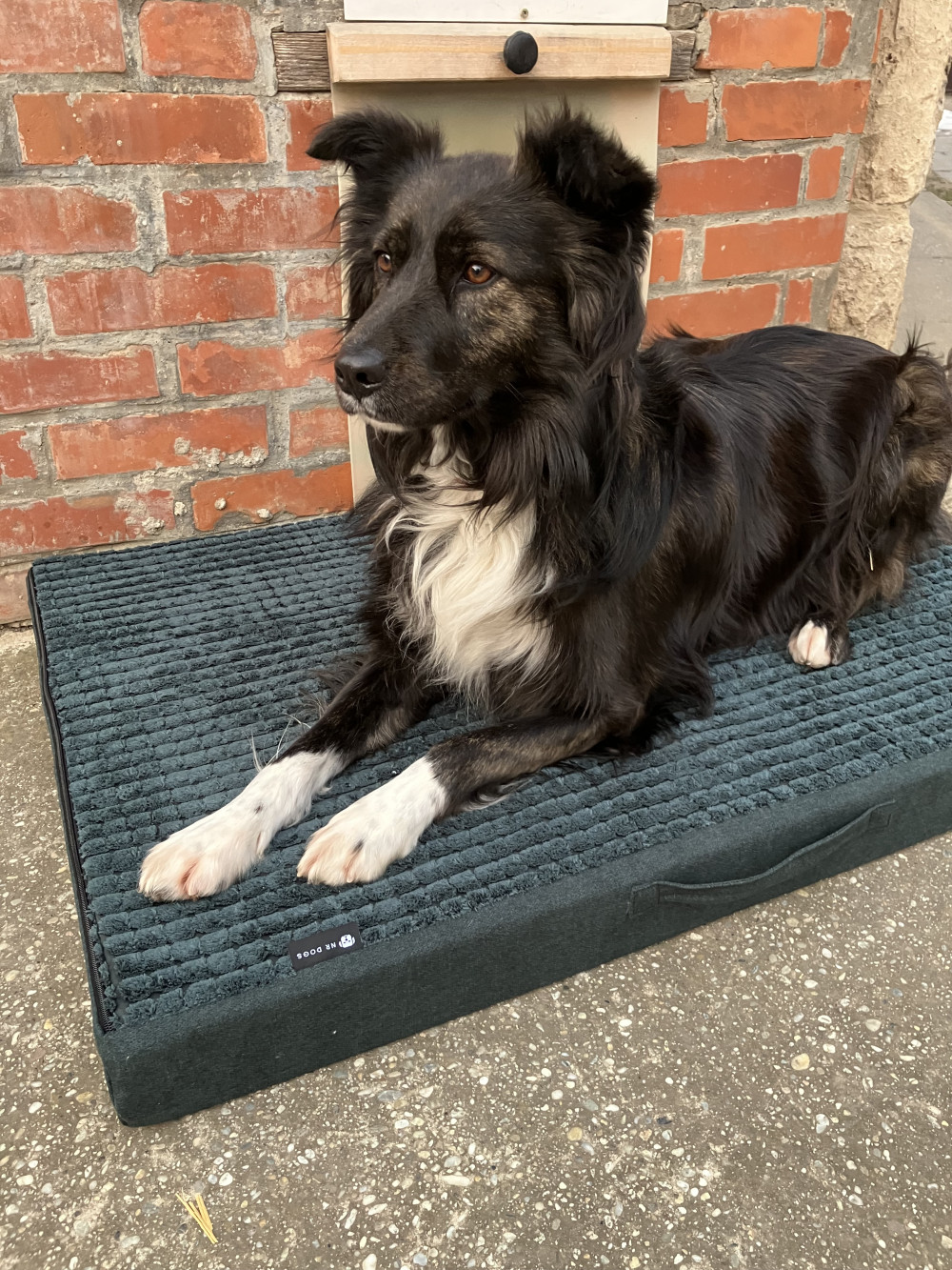 GOMEZ Vízhatlan Kutyafekhely Green L (100x70cm)