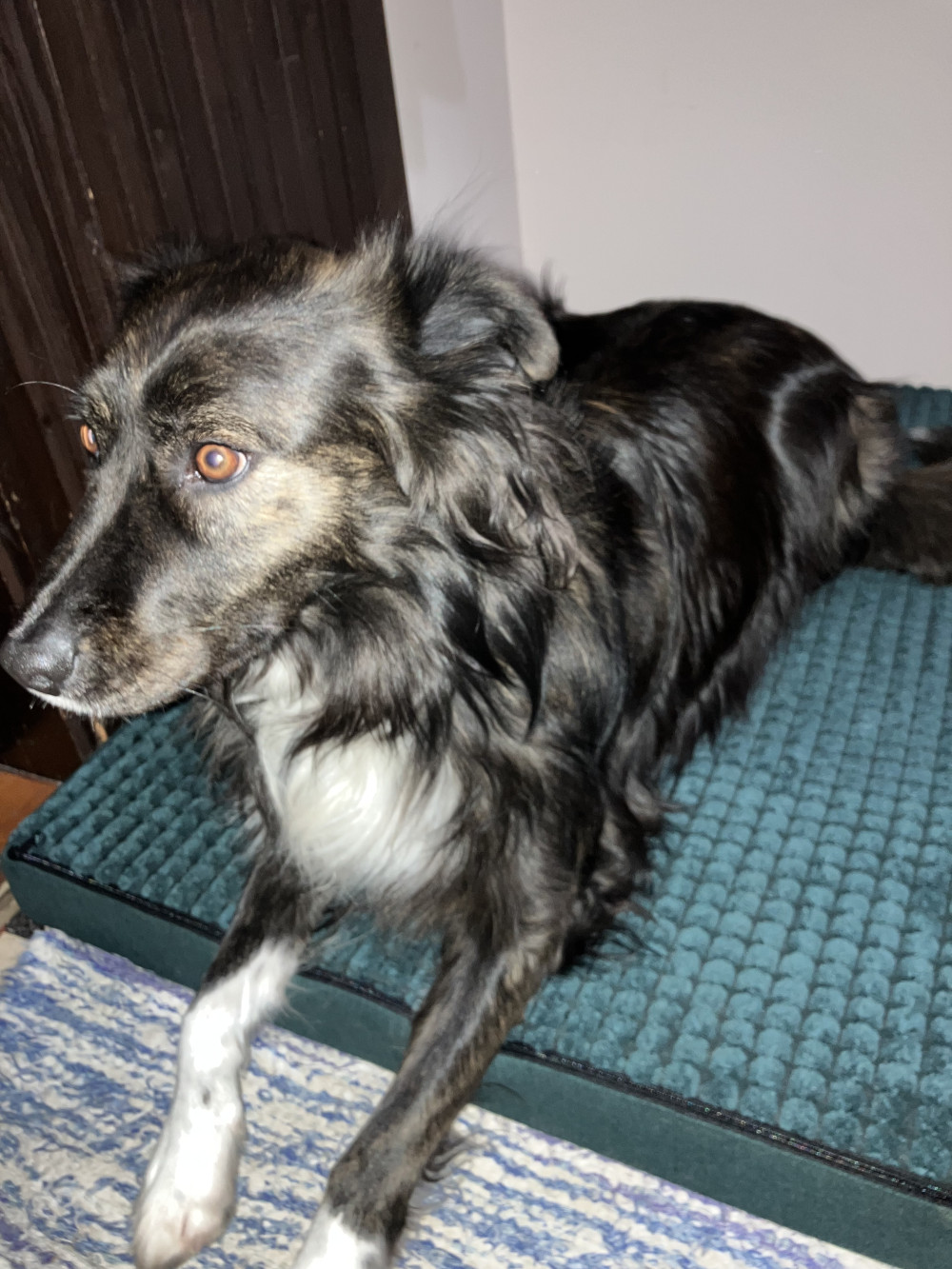 GOMEZ Vízhatlan Kutyafekhely Green L (100x70cm)