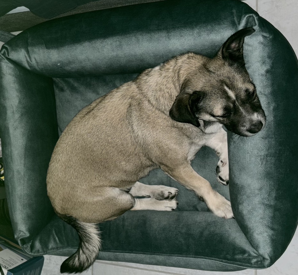 NRDOGS Basket Kutyafekhely Soft Magic Ocean
