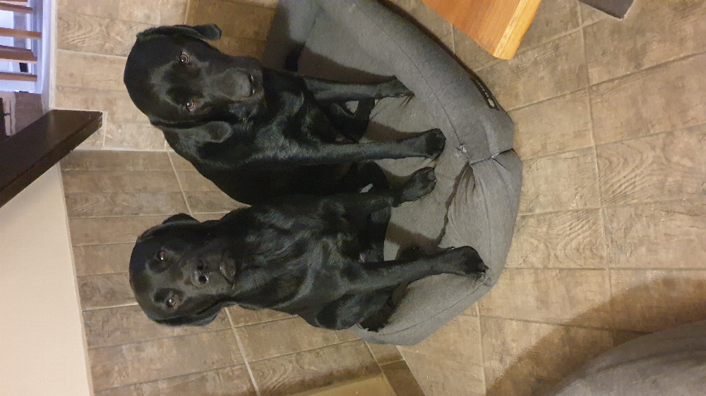 NRDOGS Basket Kutyafekhely Fully Bézs NRDOGS Basket Kutyafekhely Fully Bézs