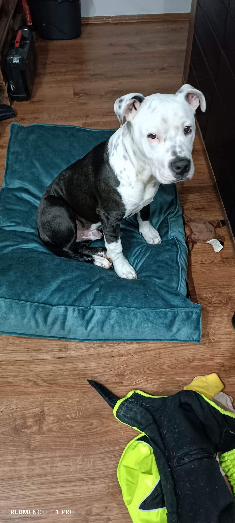 NRDOGS Comfort Kutyafekhely Soft Magic Okker NRDOGS Comfort Kutyafekhely Soft Magic Okker