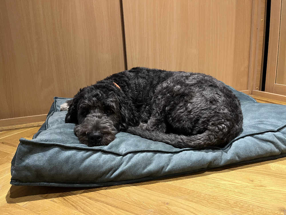 NRDOGS Comfort Kutyafekhely Soft Magic Okker NRDOGS Comfort Kutyafekhely Soft Magic Okker