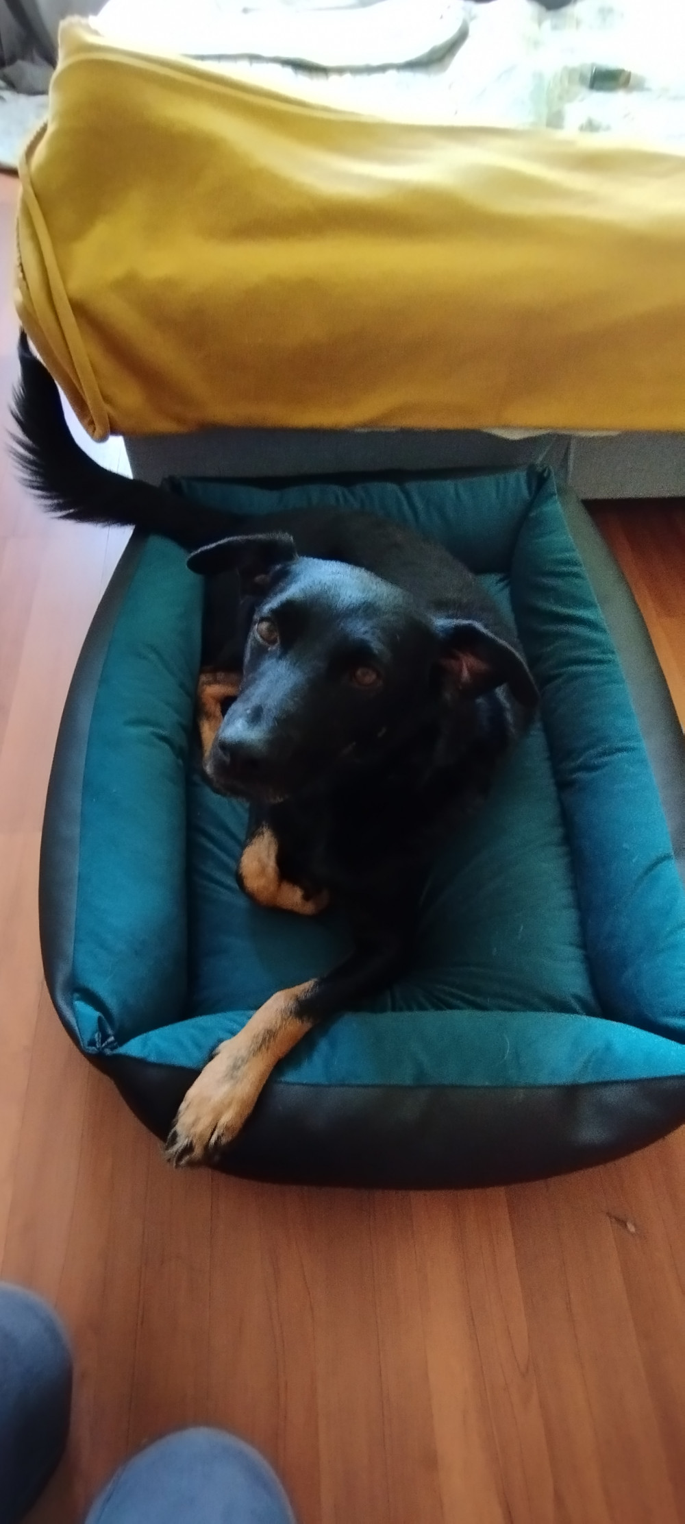 NRDOGS Basket Kutyafekhely Soft Bézs NRDOGS Basket Kutyafekhely Soft Bézs