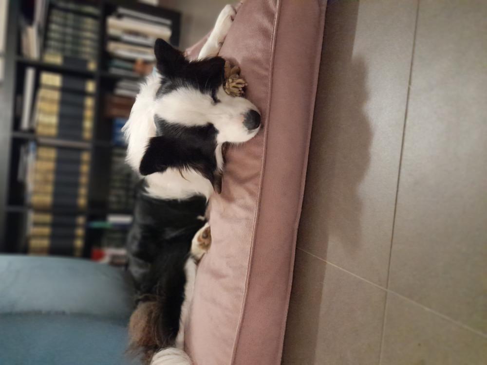 NRDOGS Comfort Kutyafekhely Türkiz NRDOGS Comfort Kutyafekhely Türkiz