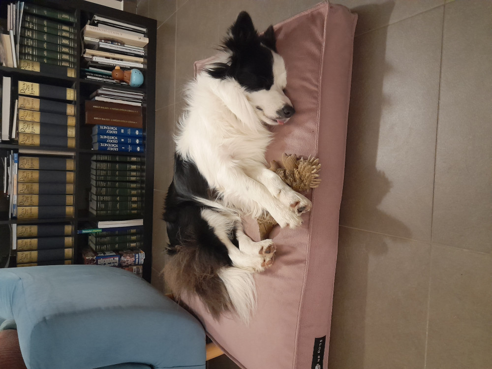 NRDOGS Comfort Kutyafekhely Türkiz NRDOGS Comfort Kutyafekhely Türkiz