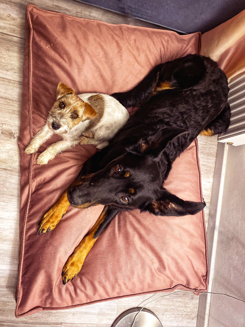 NRDOGS Comfort Kutyafekhely Türkiz NRDOGS Comfort Kutyafekhely Türkiz